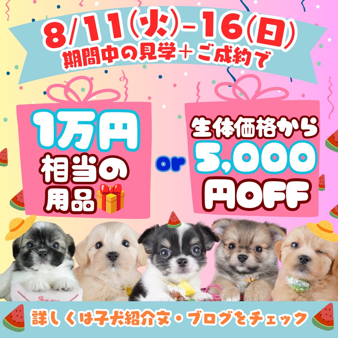 成約特典🎁開催🎉‐8/12新入りちゃん登場🐶✨8/15・16見学会で会えるチャンス🌻