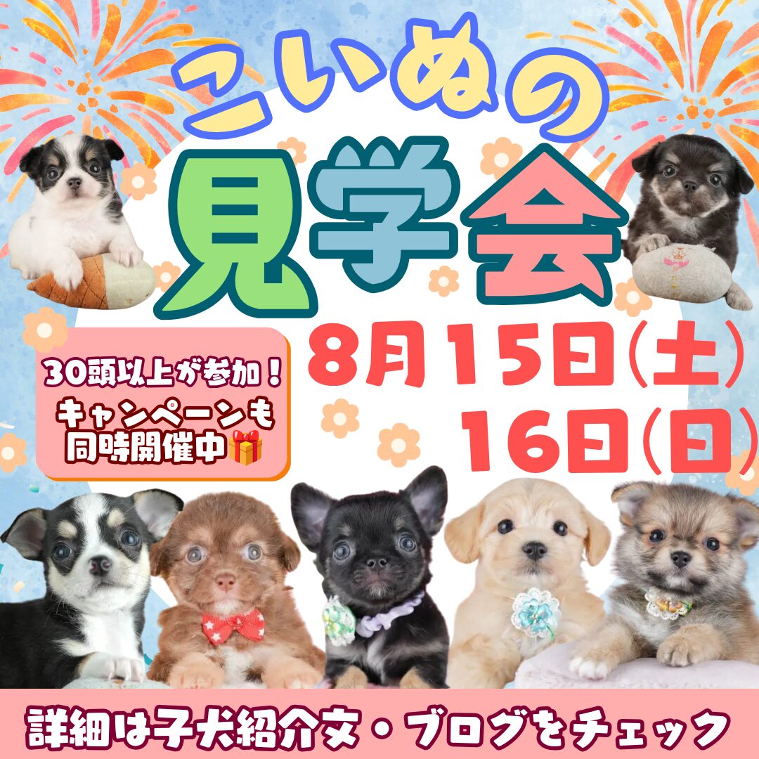 成約特典🎁開催🎉‐8/12新入りちゃん登場🐶✨8/15・16見学会で会えるチャンス🌻