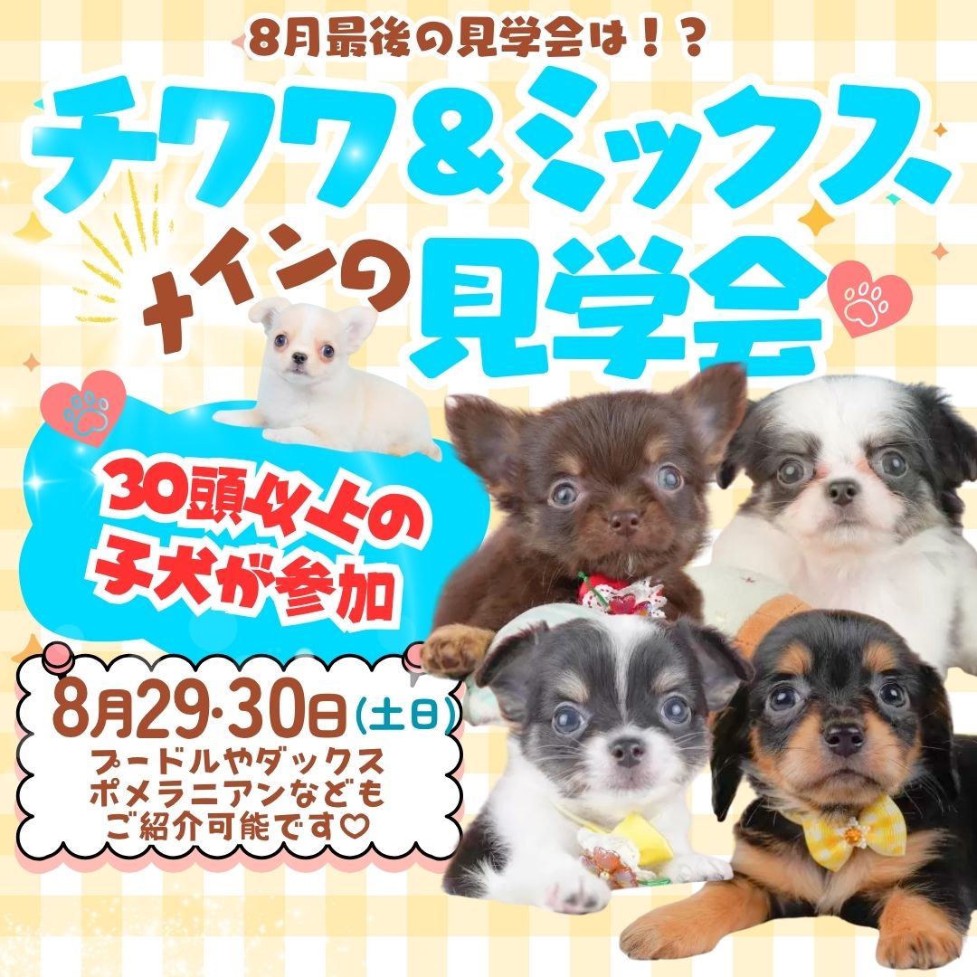 🐶🌻8/29・30開催！チワワ・ミックスを中心に小型犬が集合🐾30頭以上が参加します！