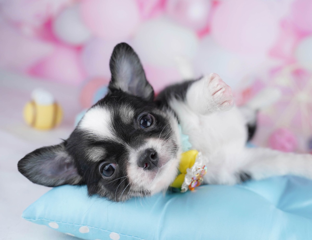 チワワ(ロング) | 女の子 | ブラックタン＆ホワイト | 2026年6月11日（ID:dog-10008168）