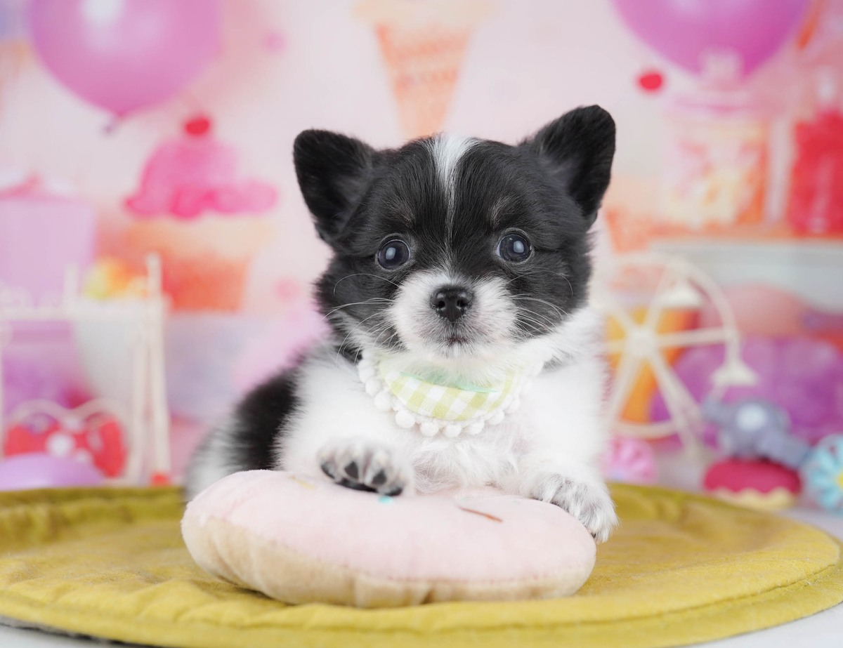 チワポメ | 男の子 | ブラックタン&ホワイト | 2026年6月11日(ID:dog-10008177)