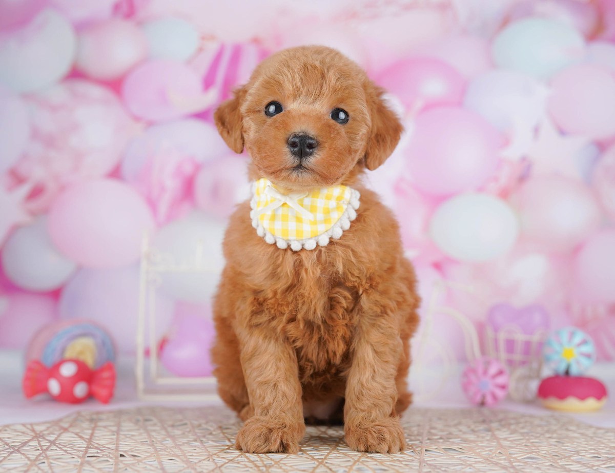 トイ・プードル | 女の子 | レッド | 2026年6月17日（ID:dog-10008205）
