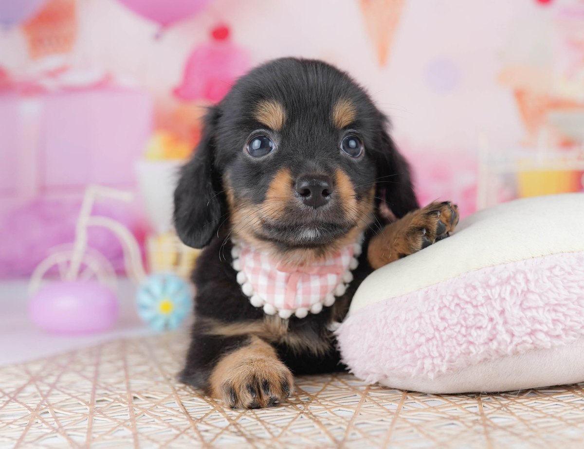 チワックス | 男の子 | ブラック＆タン | 2026年6月19日（ID:dog-10008217）