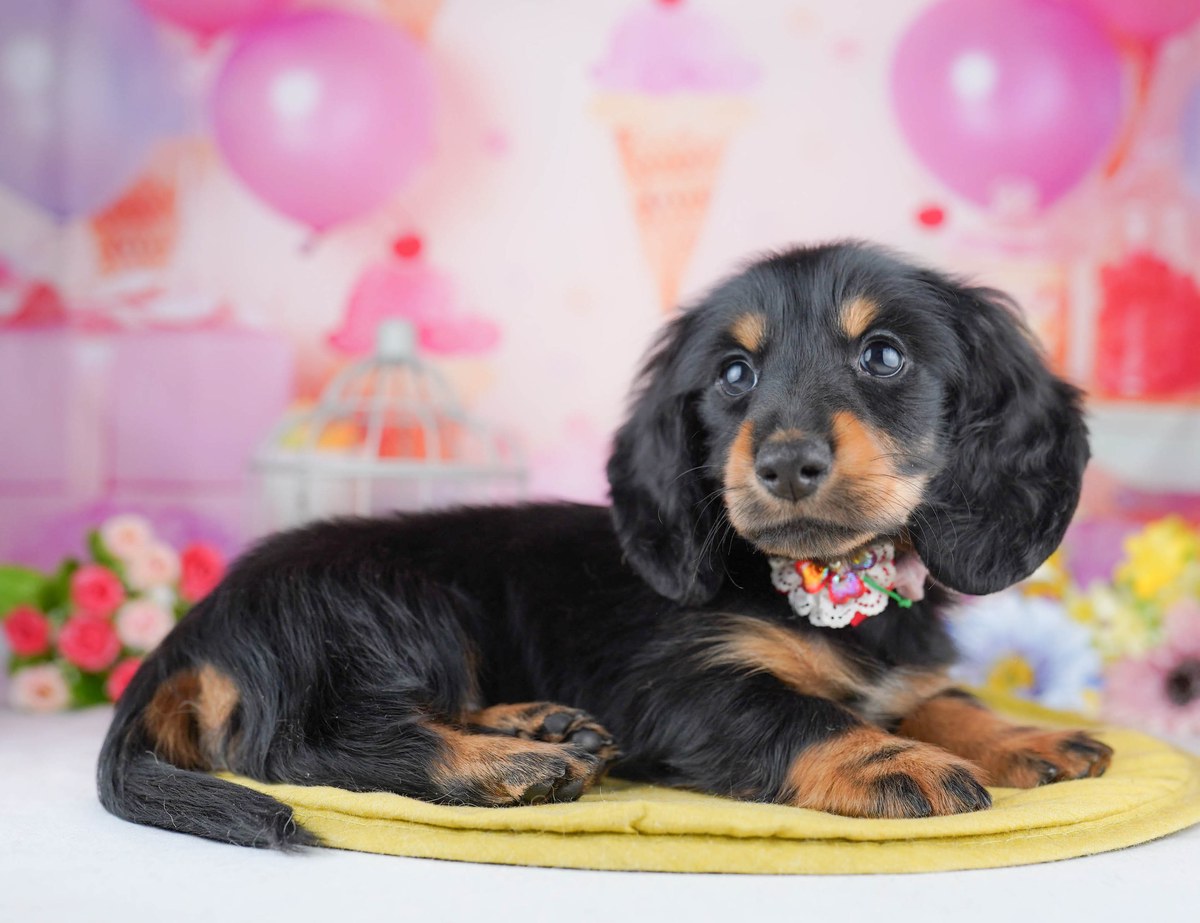 カニンヘン・ダックスフンド(ロング) | 男の子 | ブラック＆タン | 2026年6月30日（ID:dog-10008264）