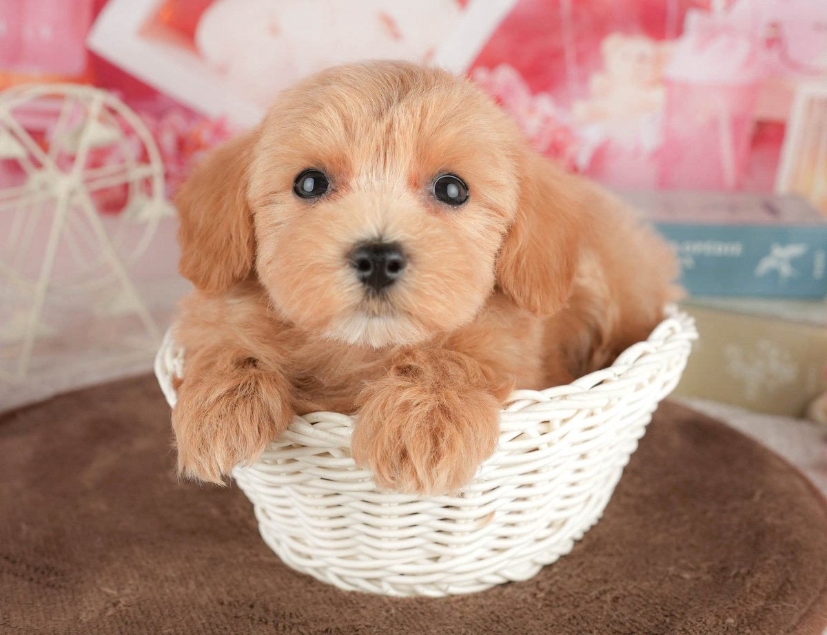 マルプー | 男の子 | アプリコット | 2026年5月24日(ID:dog-200017041)