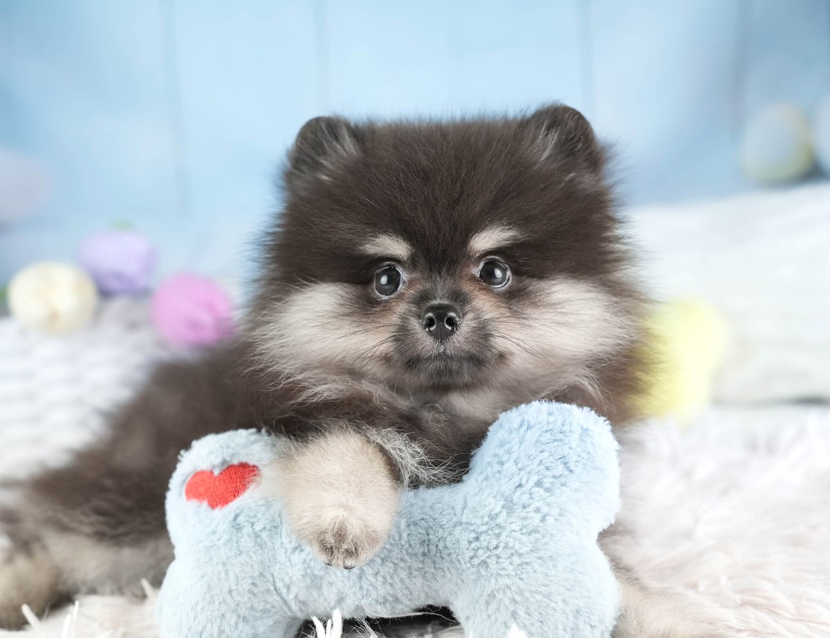 ポメラニアン | 女の子 | ブラックタン＆ホワイト | 2026年5月28日（ID:dog-200017141）