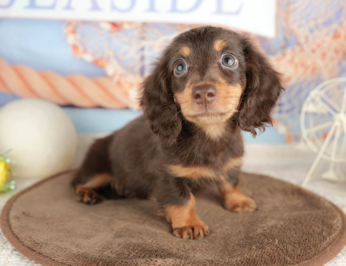 ミニチュア・ダックスフンド(ロング) | 男の子 | チョコレート&タン | 2026年6月11日(ID:dog-200017352)