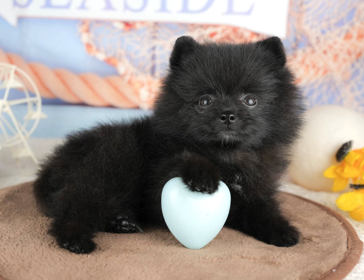 ポメラニアン | 男の子 | ブラック&ホワイト | 2026年6月14日(ID:dog-200017381)