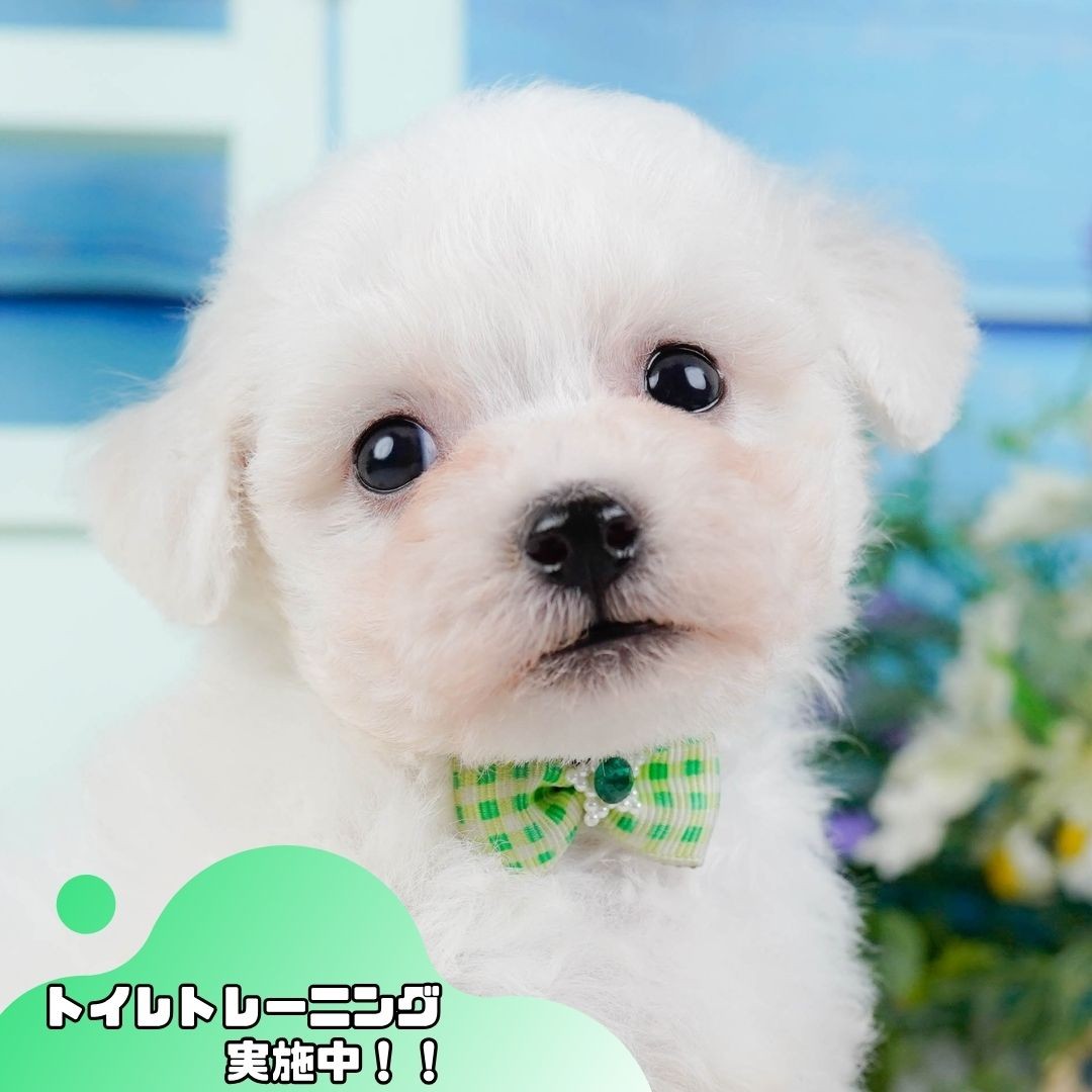 ビションフリーゼ | 男の子 | ホワイト | 2026年6月14日(ID:dog-200017387)