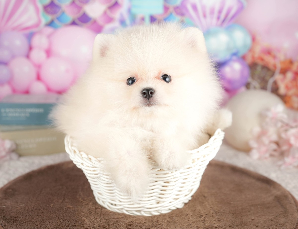 ポメラニアン | 男の子 | クリーム | 2026年6月25日（ID:dog-200017582）