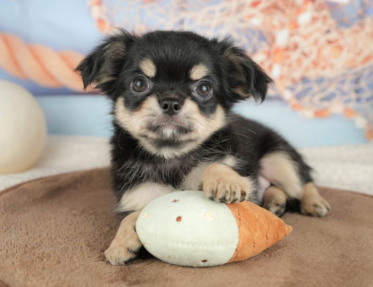 チワワ(ロング) | 男の子 | ブラック＆タン | 2026年6月26日（ID:dog-200017597）