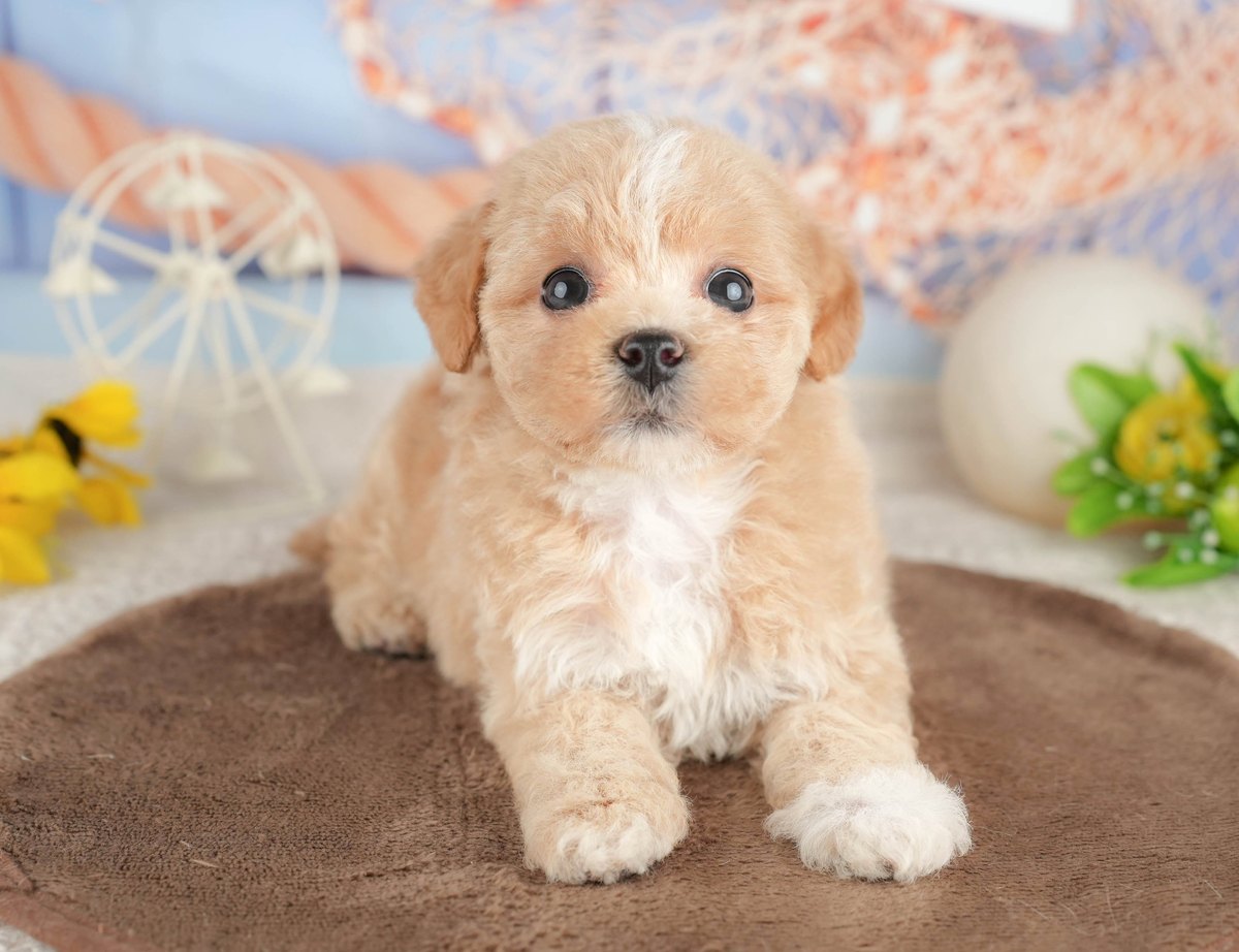 マルプー | 女の子 | クリーム | 2026年7月7日（ID:dog-200017771）
