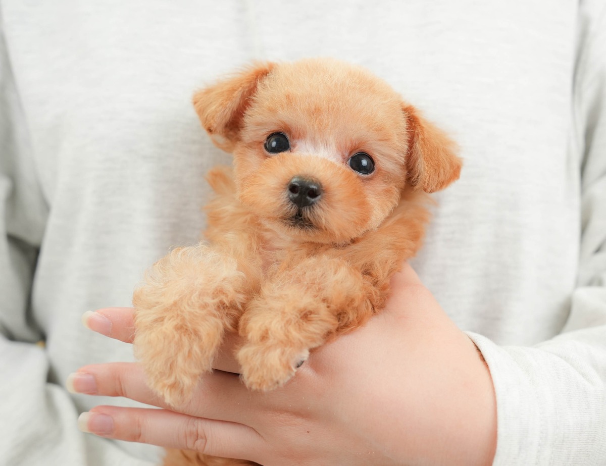 タイニー・プードル | 男の子 | レッド | 2026年6月10日（ID:dog-30003611）