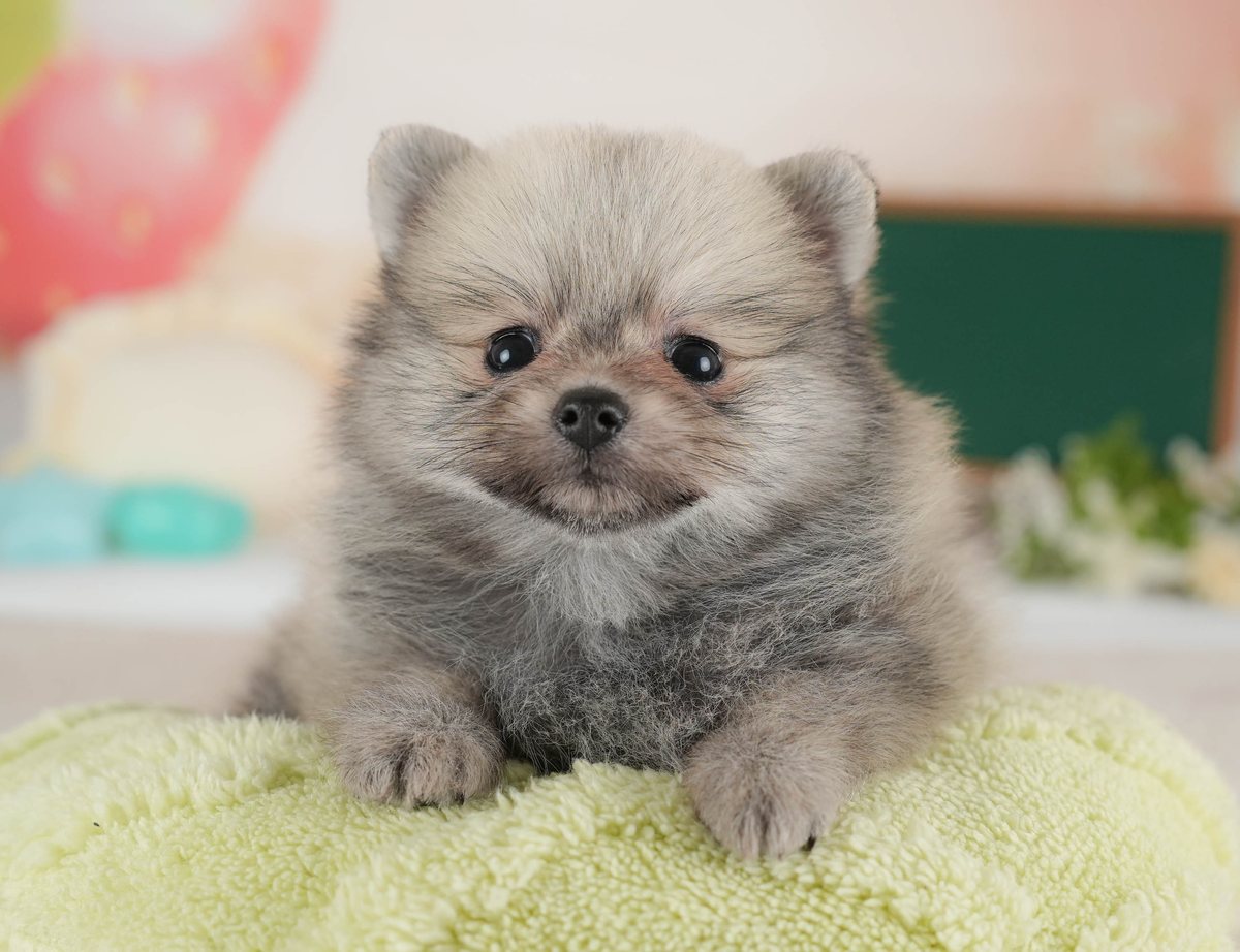 ポメラニアン | 男の子 | ウルフセーブル | 2026年6月24日（ID:dog-30003664）