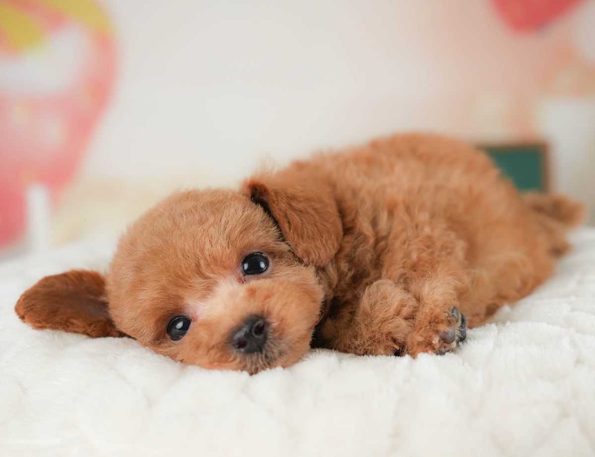 トイ・プードル | 男の子 | レッド | 2026年6月30日（ID:dog-30003701）