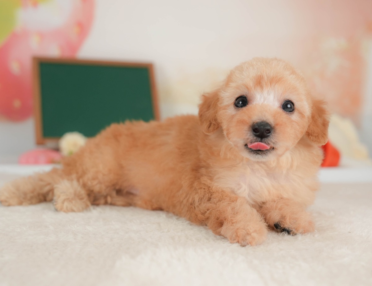 トイ・プードル | 女の子 | アプリコット | 2026年7月12日（ID:dog-30003773）