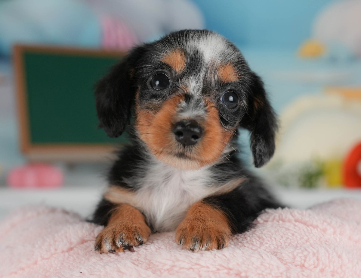 カニンヘン・ダックスフンド(ロング) | 女の子 | シルバーダップル | 2026年7月14日（ID:dog-30003798）