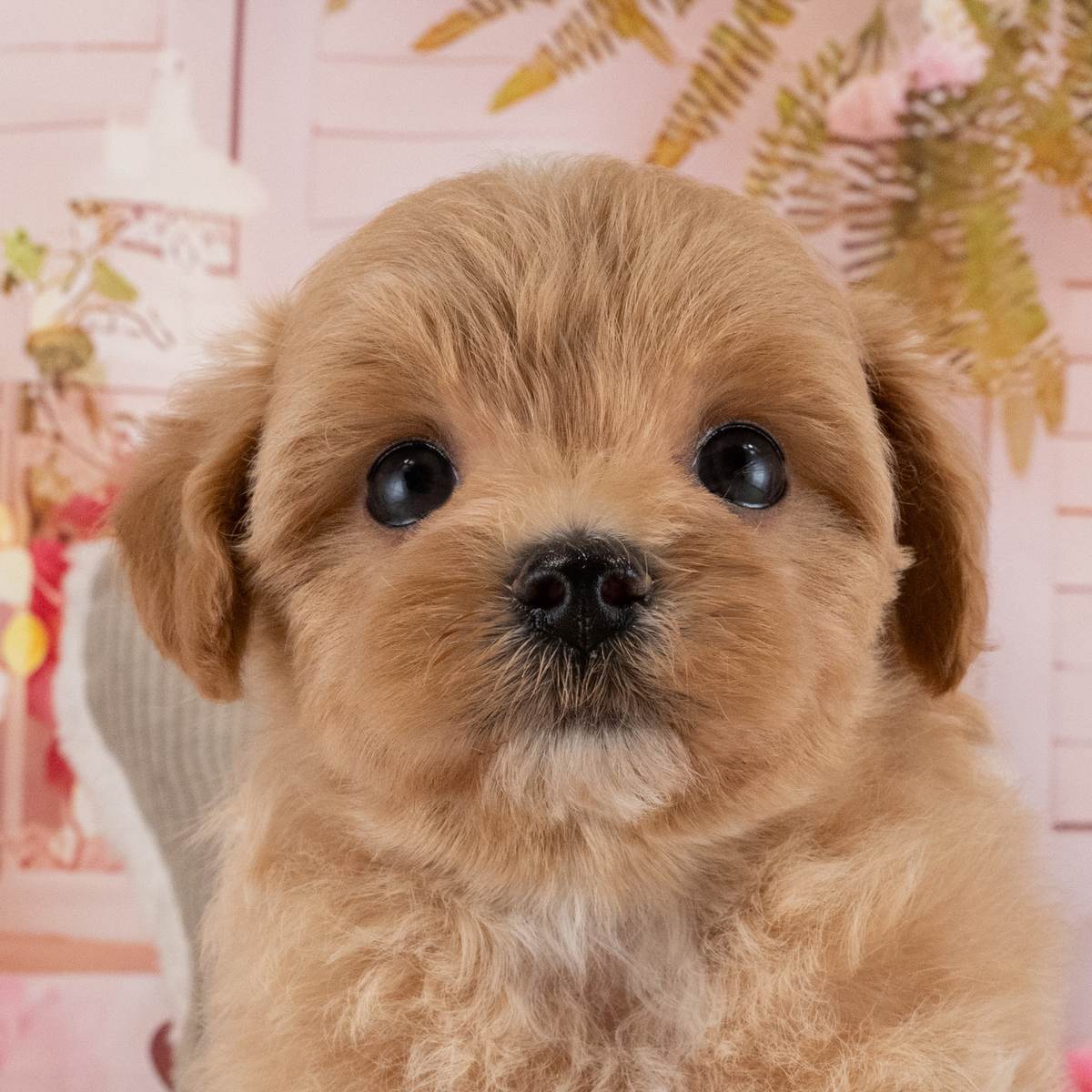 マルプー | 男の子 | アプリコット | 2026年6月26日（ID:dog-40001340）