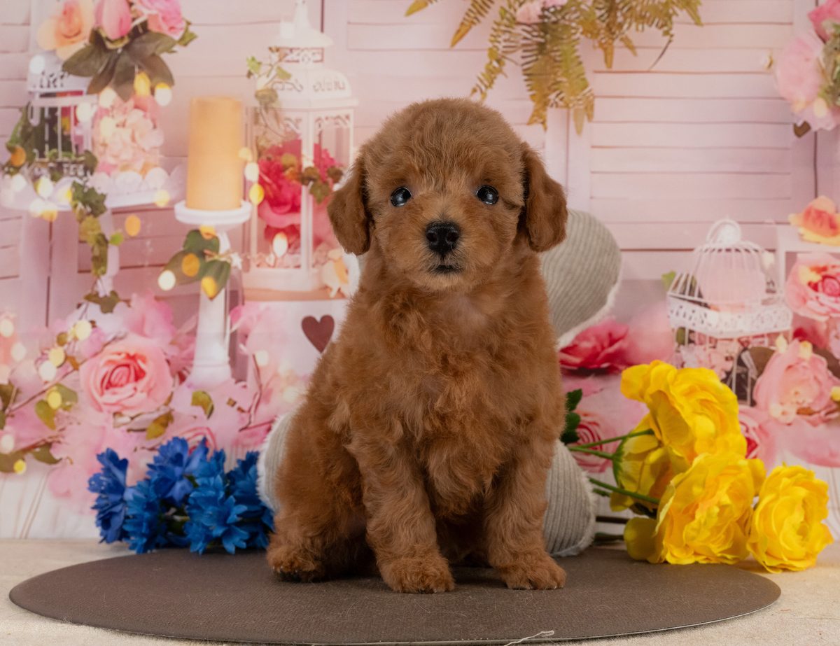 トイ・プードル | 女の子 | レッド | 2026年6月30日（ID:dog-40001350）