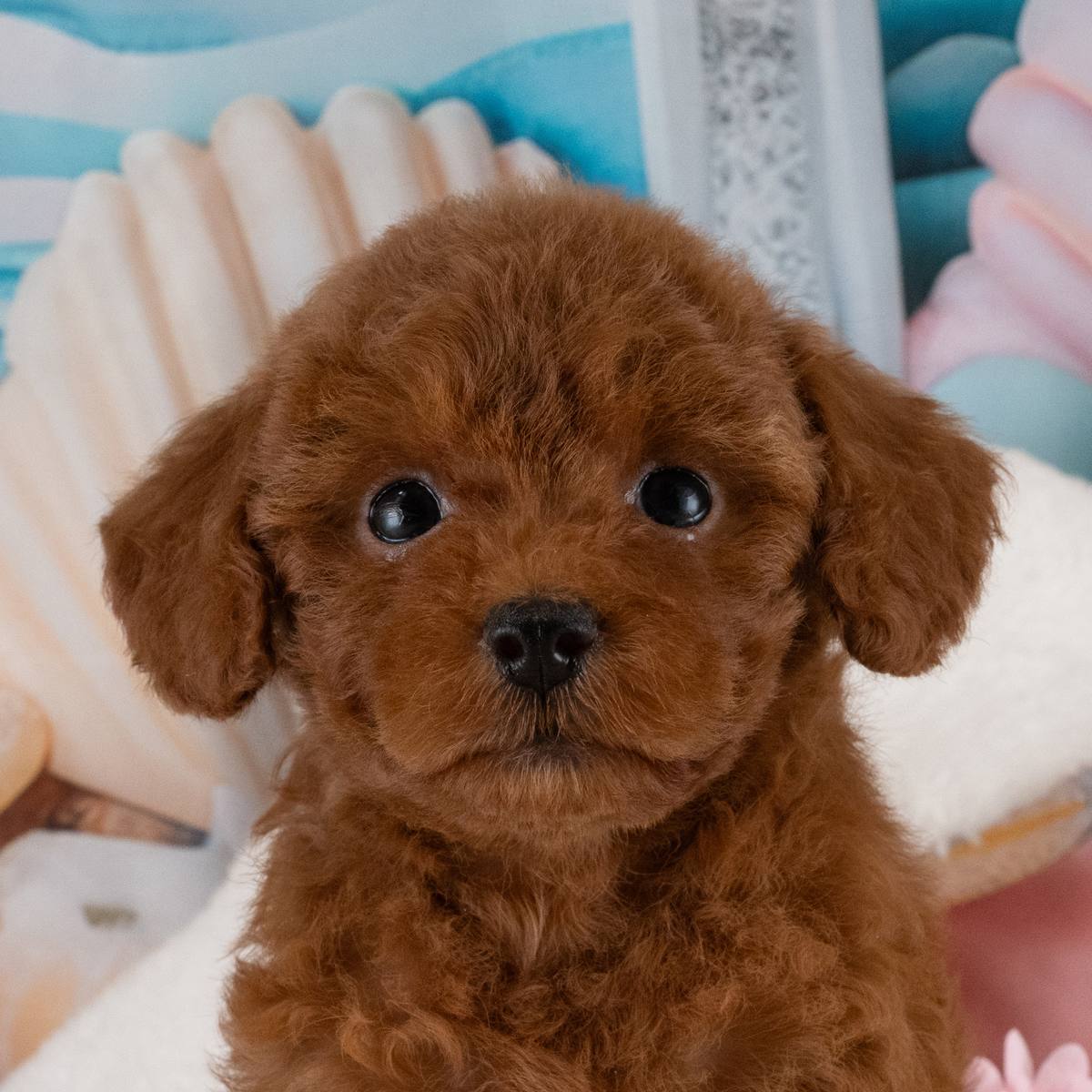 トイ・プードル | 女の子 | レッド | 2026年7月5日（ID:dog-40001376）