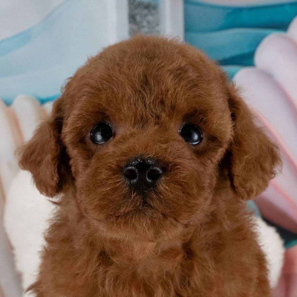 トイ・プードル | 男の子 | レッド | 2026年7月8日（ID:dog-40001383）