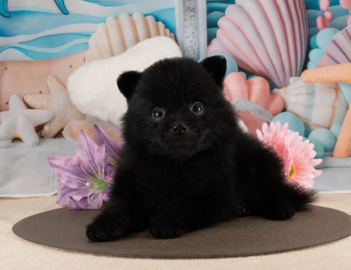 ポメラニアン | 男の子 | ブラック | 2026年7月10日(ID:dog-40001394)