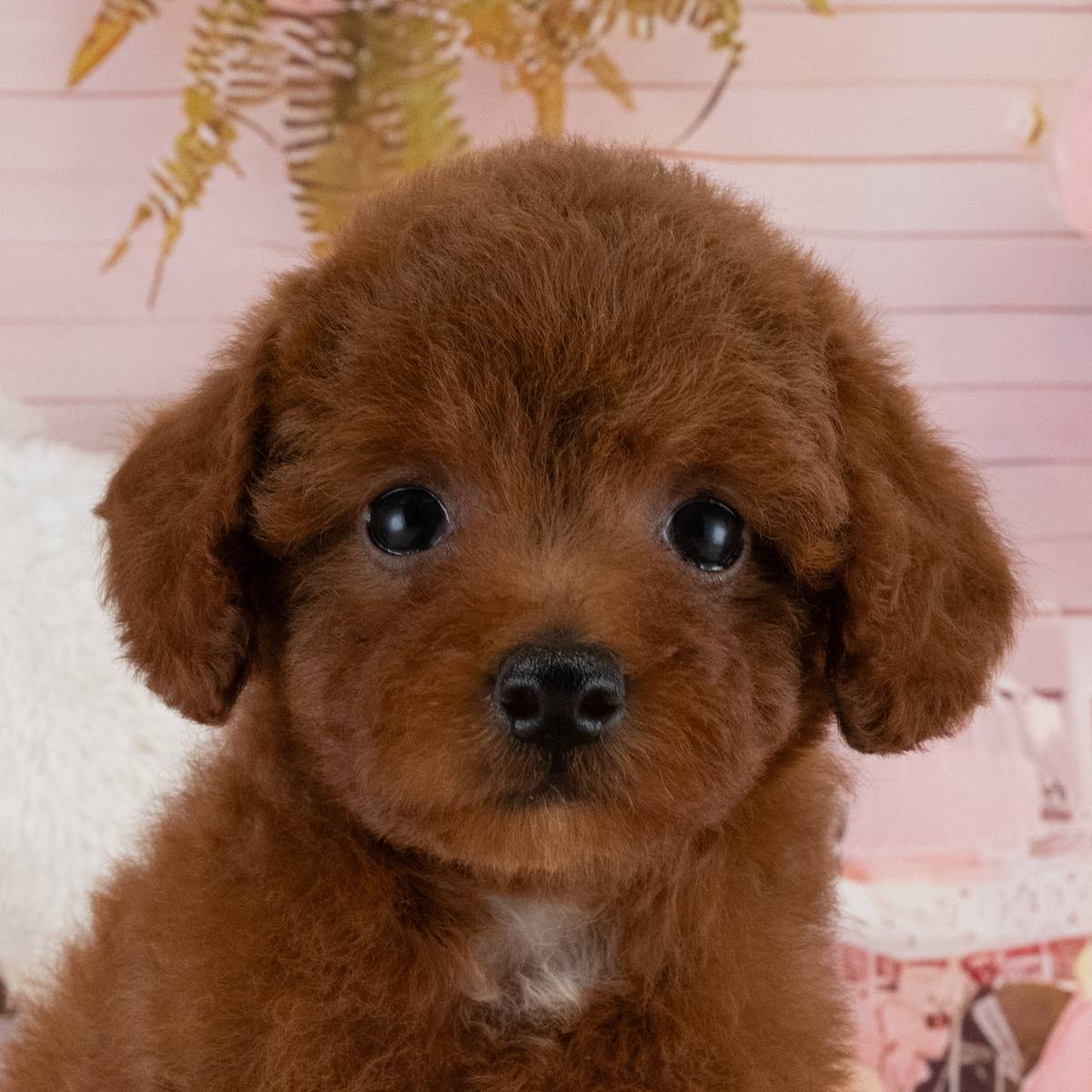 トイ・プードル | 女の子 | レッド | 2026年7月10日（ID:dog-40001398）
