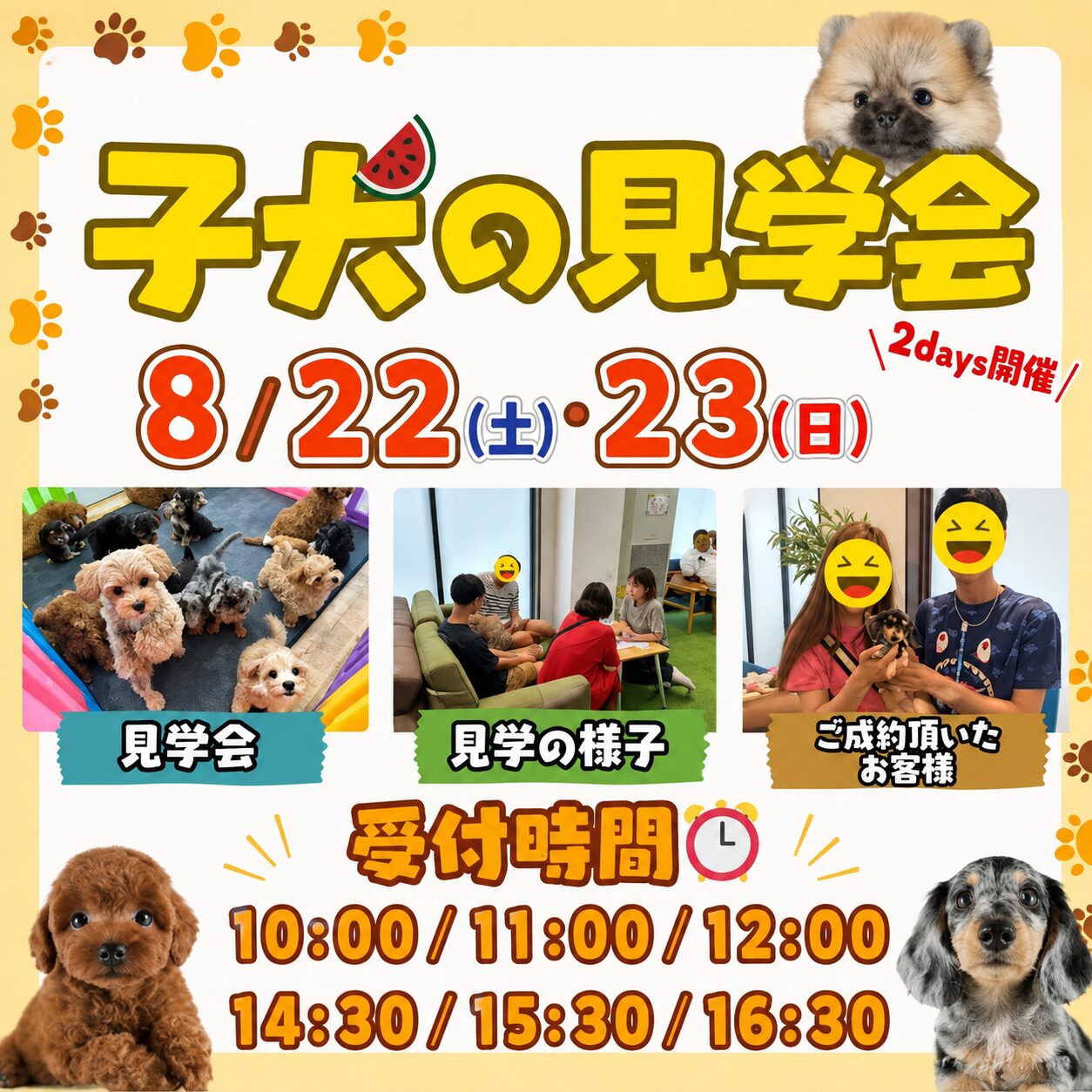【守谷市】8/22㈯.23㈰子犬見学会1万円オフ✨50頭以上参加💕