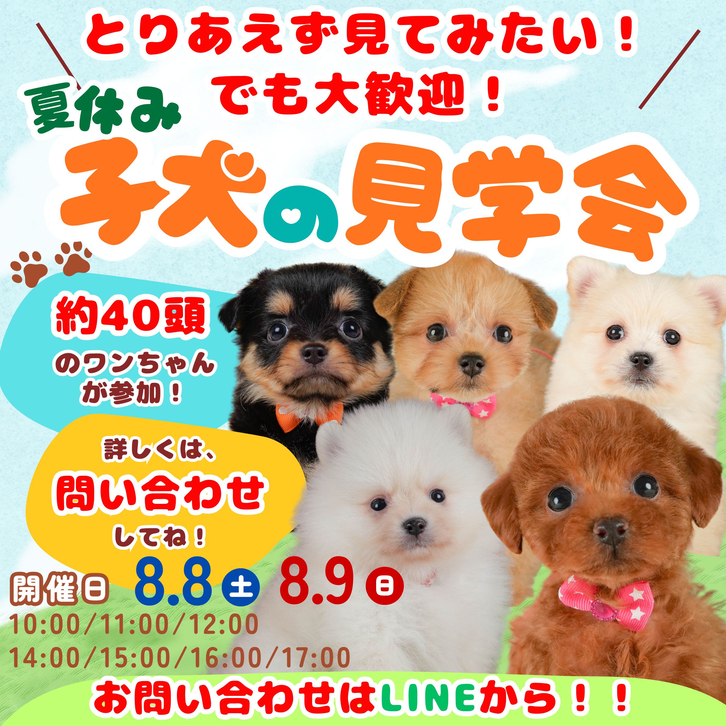 🎐🐾【8月1日(土)・2日(日)】🐾🎐 ＼理想のうちの子に出会える／ 🐕夏休み🍉こいぬの見学会開催🐕‍🦺