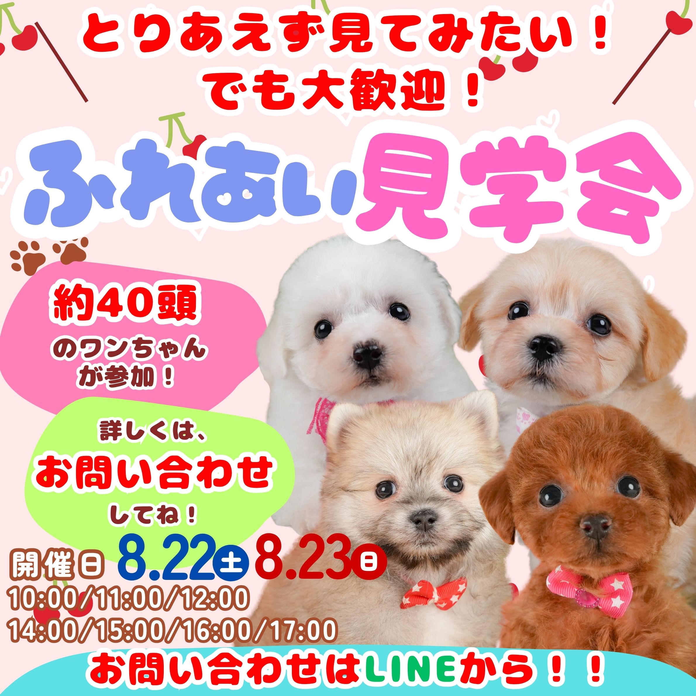 🎉8月22日、23日開催✨気になる子に何頭でも会えちゃう❣️ふれあい見学会🫧