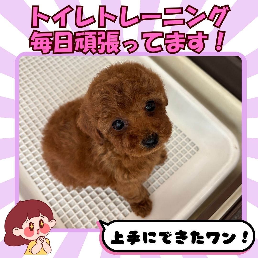 🍉🐾【8月11日〜8月16日限定】🐾🍉 ＼お盆休み特別イベント／ 🫧ゆったり見学会開催🫧