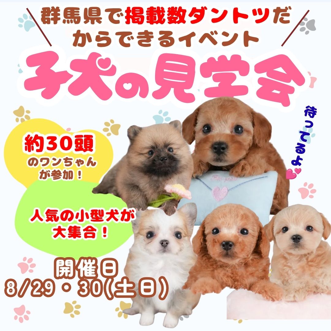 🌈8/29・30開催!群馬県の掲載数ダントツだからできる✨30頭以上の子犬に会える特別見学会🐶
