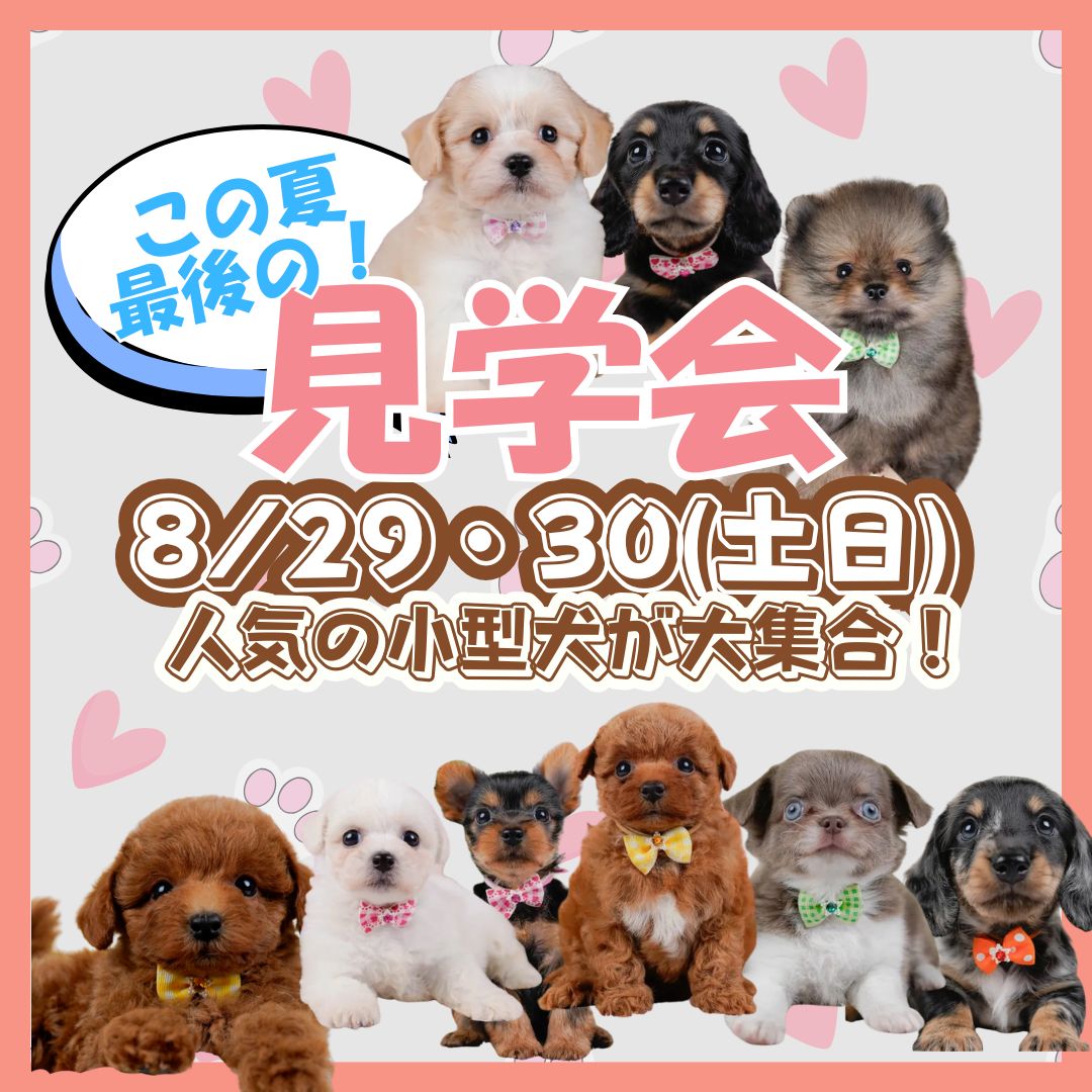 🍧8/29・30子犬見学会開催🐶💕8/31までのご成約でクーポンもプレゼント🎁