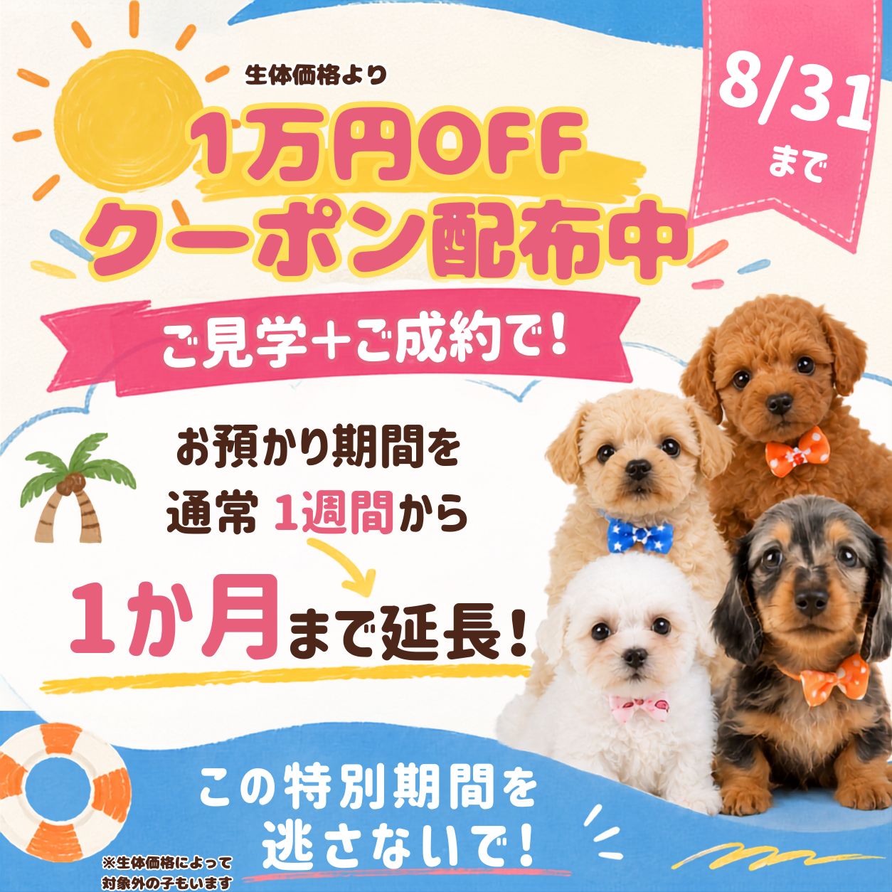🍧8/29・30子犬見学会開催🐶💕8/31までのご成約でクーポンもプレゼント🎁