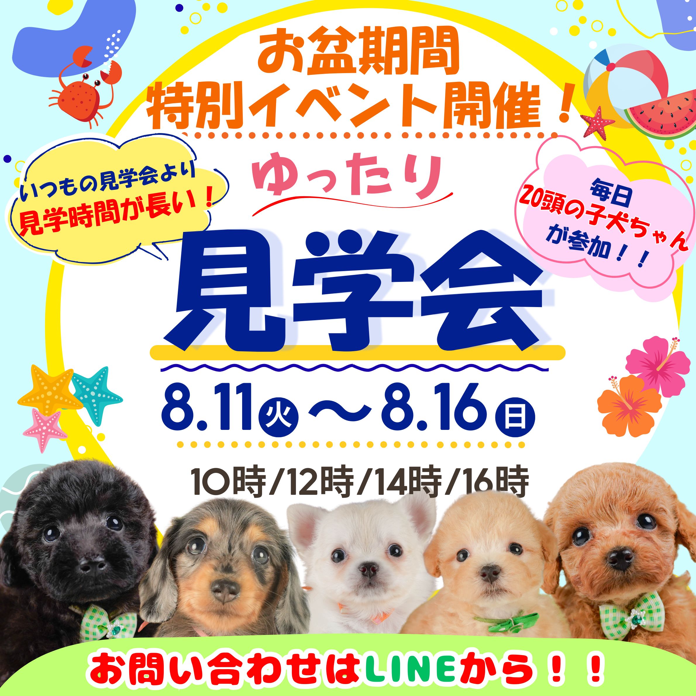 🍉🐾【8月11日〜8月16日限定】🐾🍉 ＼お盆休み特別イベント／ 🫧ゆったり見学会開催🫧
