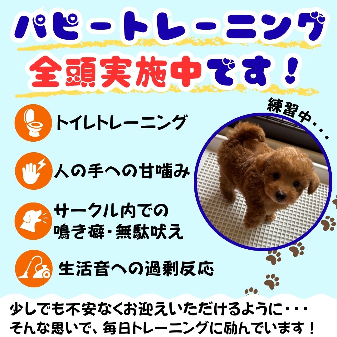 🎉8月22日、23日開催✨気になる子に何頭でも会えちゃう❣️ふれあい見学会🫧