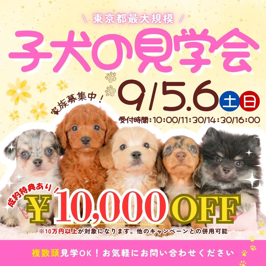 当犬舎だからできる！🐾　9/5(土)・9/6(日)東京都最大規模の子犬見学会を開催します🐶