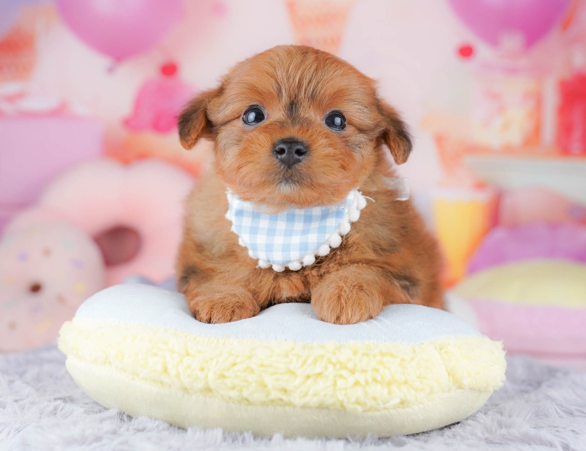 ポメプー | 男の子 | オレンジ | 2026年7月18日（ID:dog-10008347）