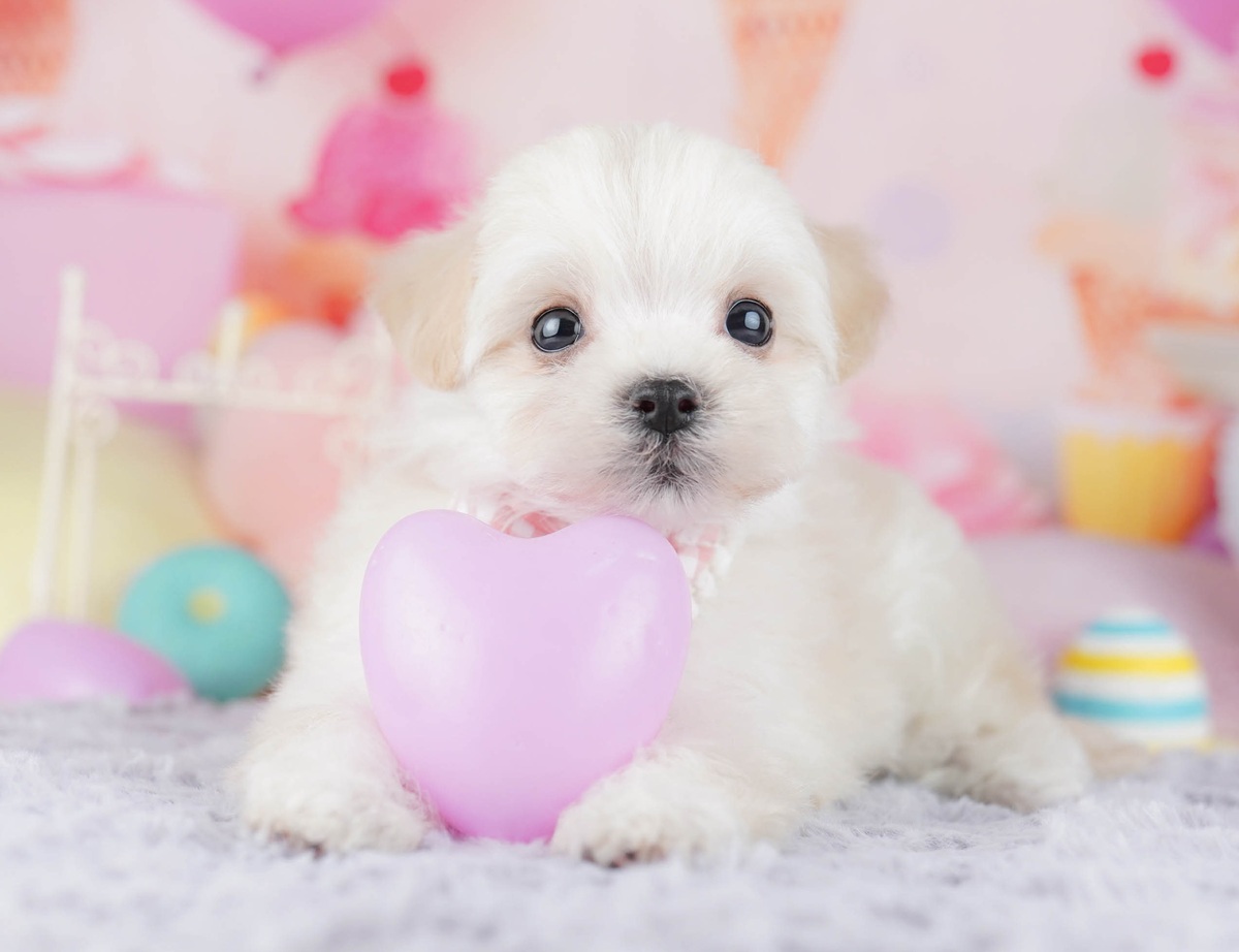マルプー | 女の子 | クリーム | 2026年7月23日（ID:dog-10008357）