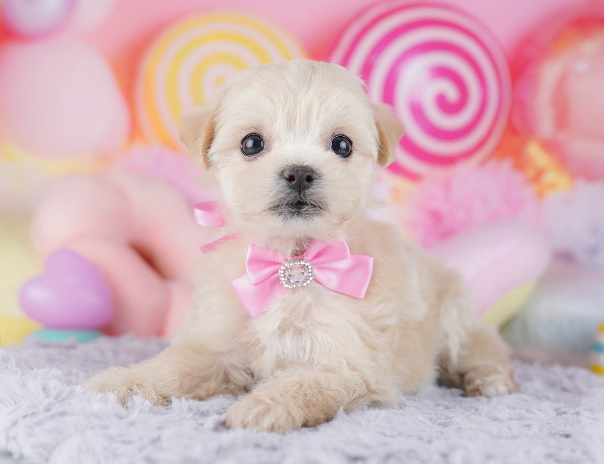 マルプー | 女の子 | クリーム | 2026年7月23日（ID:dog-10008358）