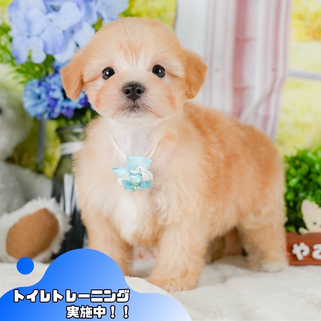 マルプー | 男の子 | アプリコット | 2026年7月27日(ID:dog-10008372)