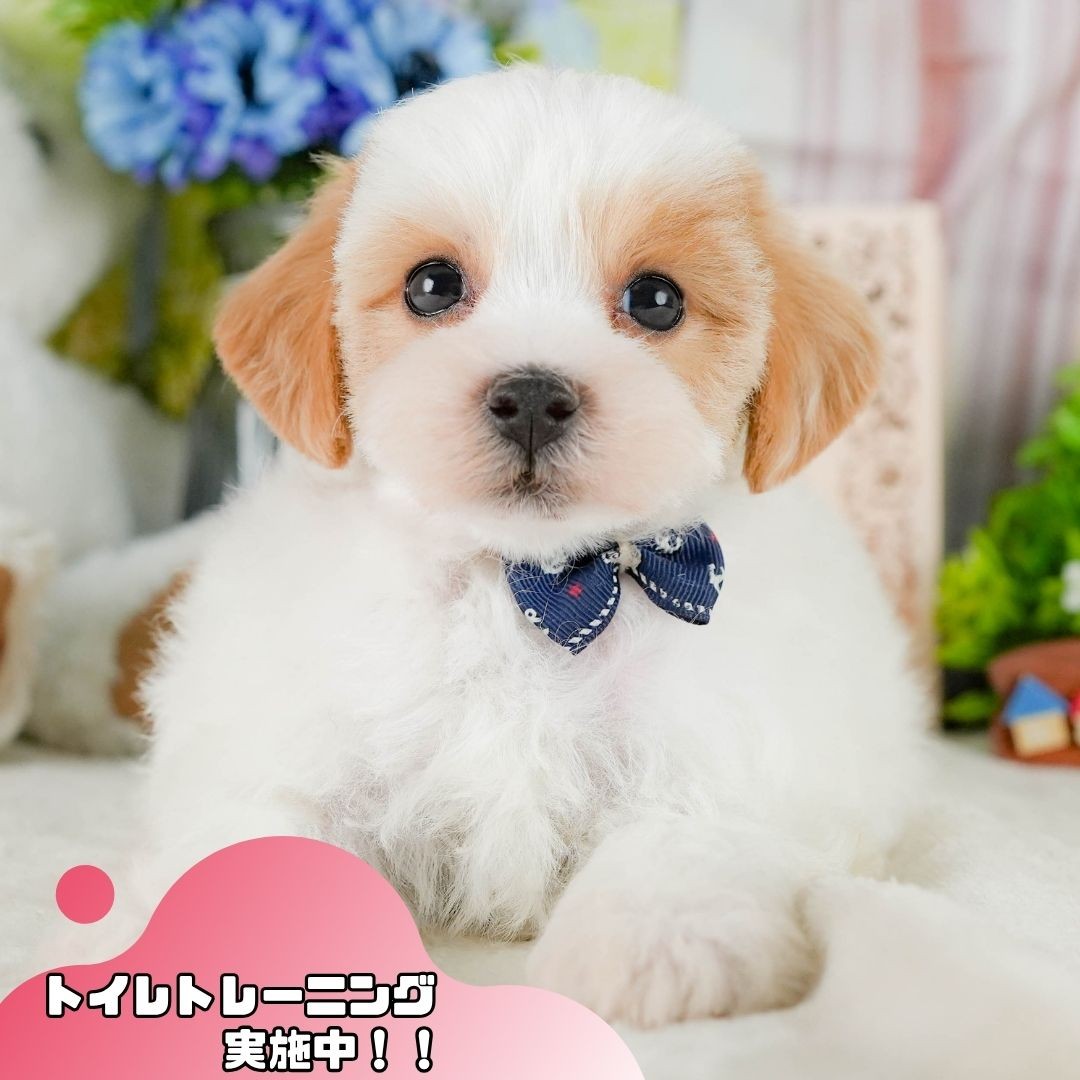 マルプー | 男の子 | パーティ | 2026年7月27日(ID:dog-10008373)