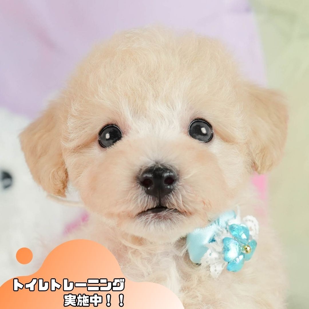 マルプープー | 男の子 | クリーム | 2026年8月1日（ID:dog-10008400）