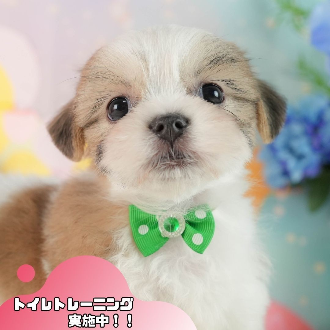 マルズー | 男の子 | ホワイト&ゴールド | 2026年8月2日(ID:dog-10008405)