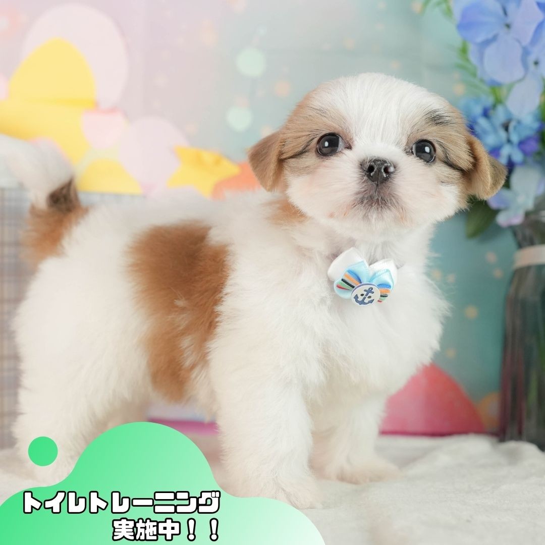 マルズー | 男の子 | ホワイト&ゴールド | 2026年8月2日(ID:dog-10008406)