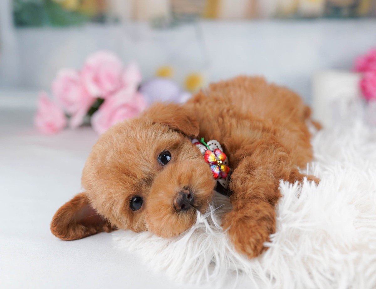 タイニー・プードル | 男の子 | レッド | 2026年8月4日(ID:dog-10008416)