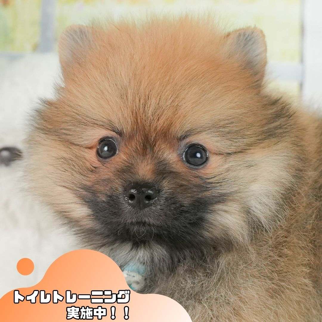 ポメラニアン | 男の子 | オレンジセーブル | 2026年8月5日（ID:dog-10008432）