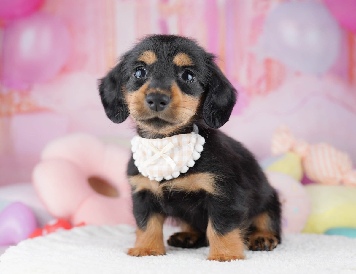 ミニチュア・ダックスフンド(ロング) | 女の子 | ブラック＆タン | 2026年8月6日（ID:dog-10008438）