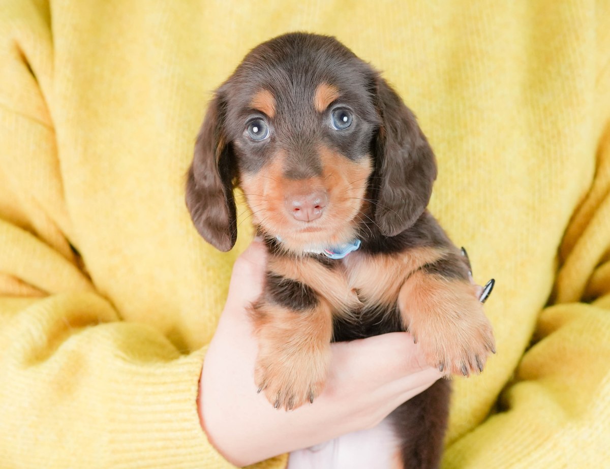 カニンヘン・ダックスフンド(ロング) | 男の子 | チョコレート＆タン | 2026年8月6日（ID:dog-10008441）