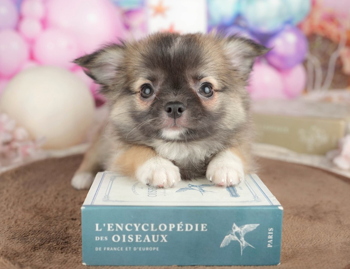 チワワ(ロング) | 男の子 | フォーンホワイト | 2026年7月7日(ID:dog-200017789)